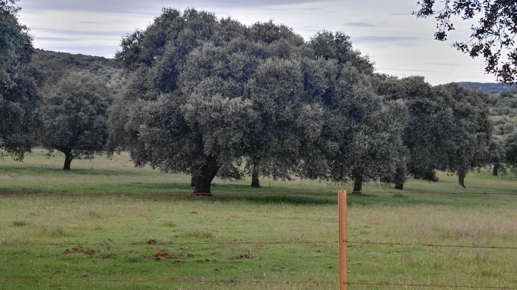 Casa Rural El Trillo ξενώνας El Alcornocal Εξωτερικό φωτογραφία